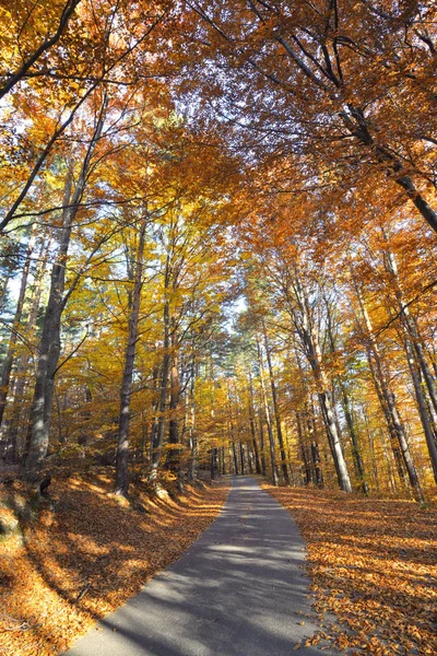 Barevné Podzimní Krajina Rumunské Hory — Stock fotografie