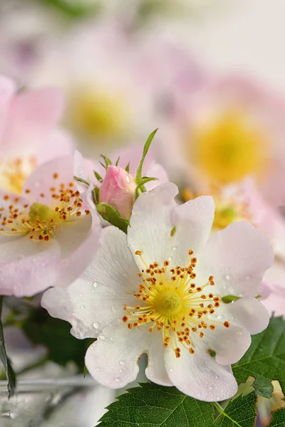 Pembe Vahşi Rosa Canina Orman Baharda Yükseldi — Stok fotoğraf