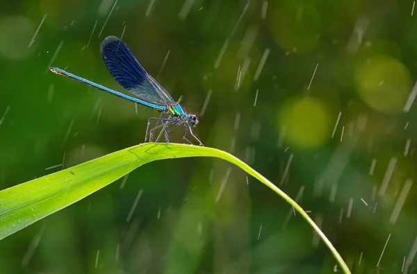 แมลงปอในป ความงดงามของแมลงปอ ในฝน — ภาพถ่ายสต็อก