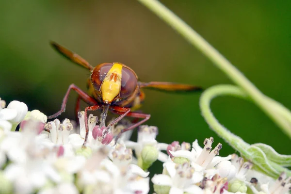 Großäugige Fliege Makro Auf Blume — Stockfoto
