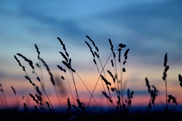 Flores Secas Hierba Sobre Atardecer Fondo —  Fotos de Stock