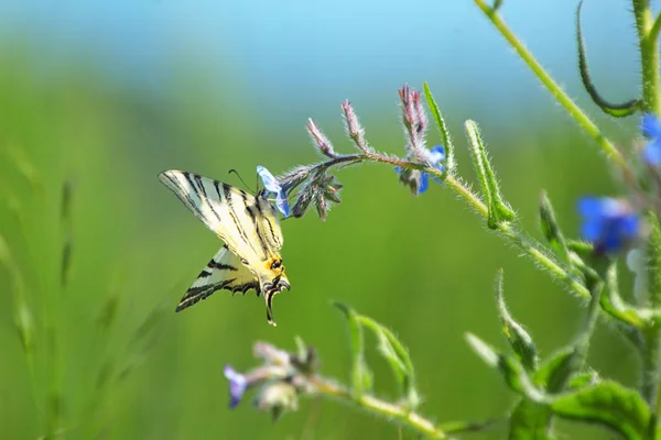 Papillon Papilio Machaon Assis Sur Fleur Été — Photo