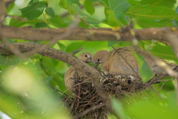 Giovane Colomba Streptopelia Decaocto Nel Nido — Foto Stock