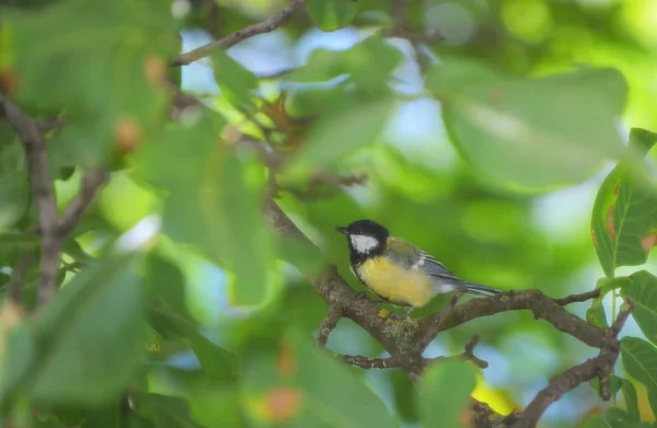 Parus Caeruleus 鸟在树上早午餐 — 图库照片