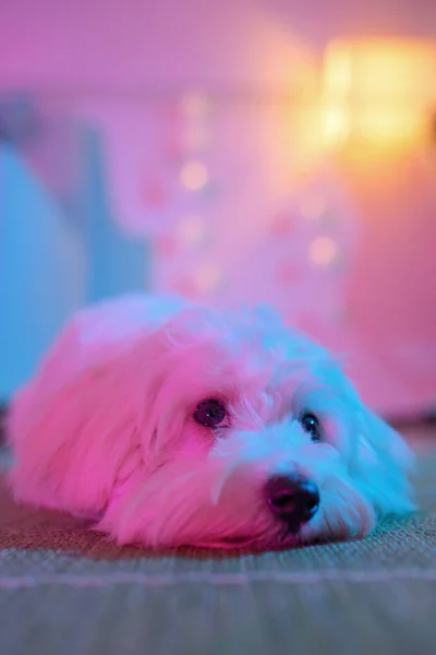 Белый Щенок Мальтийский Собака Сидит Дома Ковре — стоковое фото