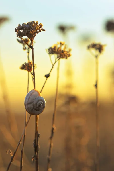 Coucher Soleil Avec Coquille Escargot Sur Terrain — Photo