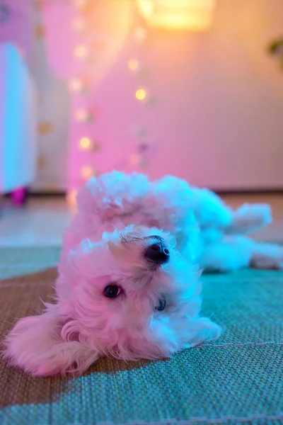 Cachorro Perro Jugar Dentro Sala Juegos — Foto de Stock