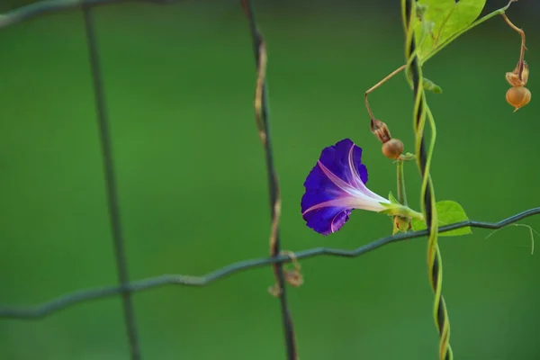 Sabah Zafer Ipomoea Çit Üzerinde Mavi Çiçek — Stok fotoğraf