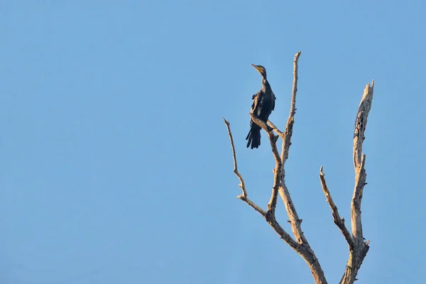 大鸬鹚 Phalacrocorax 碳水化合物 在三角洲的早午餐 — 图库照片