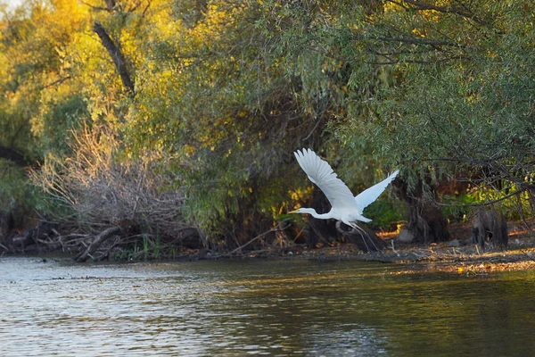 Volavka Delta Dunaje Rumunsku — Stock fotografie