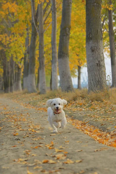 Perro Maltés Corriendo Bosque Otoño —  Fotos de Stock