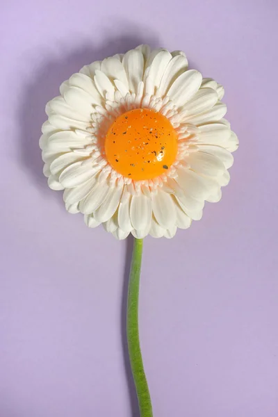 Beyaz Gerbera Papatya Çiçek Sarı Sarısı — Stok fotoğraf