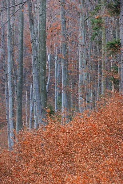 Outono Vidoeiro Floresta — Fotografia de Stock