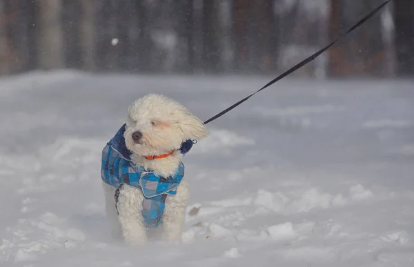 マルチーズ犬森で吹雪の中 — ストック写真