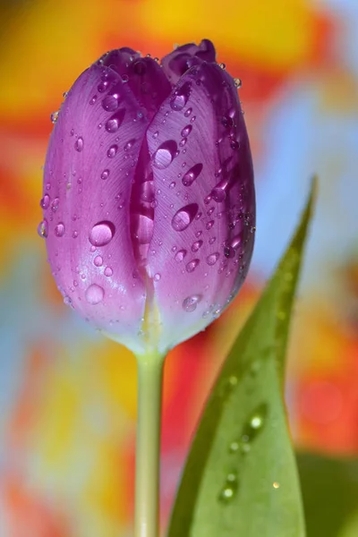 Macro Tulipas Com Gotas Orvalho Primavera — Fotografia de Stock