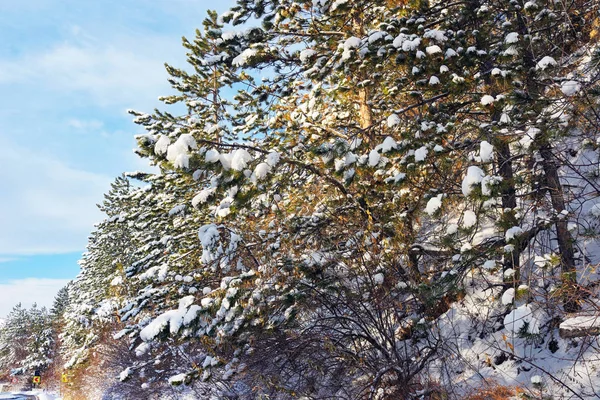 雪で覆われた松の木の低い角度のビュー — ストック写真