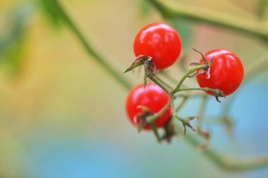 Bahçe içinde kırmızı olgun domates Şubesi
