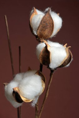 Vazo kahverengi zemin üzerine pamuk şubeleri