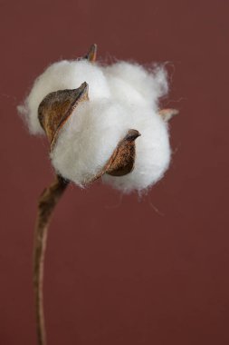 Cam vazo içinde sunulan pamuk dalları 