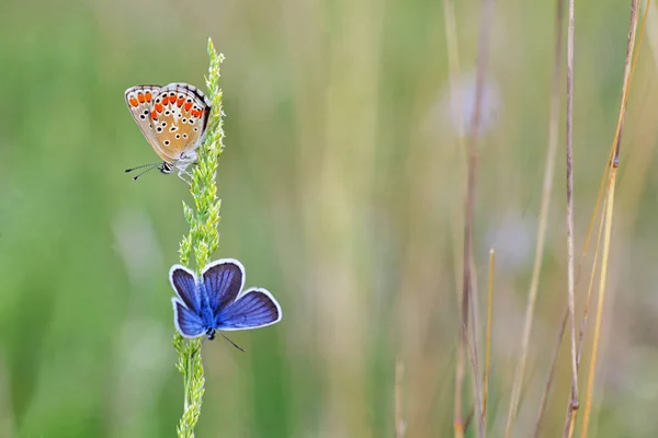 Polyommatus Bellargus Adonis Papillon Bleu Sur Terrain — Photo