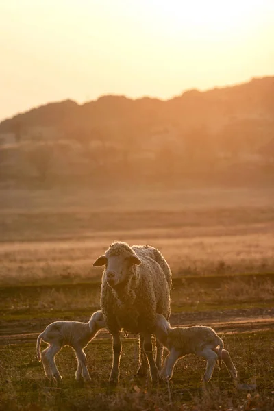 Schafe Und Zwei Lämmer Auf Dem Sonnenuntergangsfeld — Stockfoto