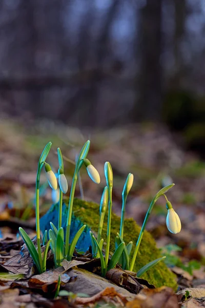 Primeira Primavera Flores Gotas Neve Floresta — Fotografia de Stock