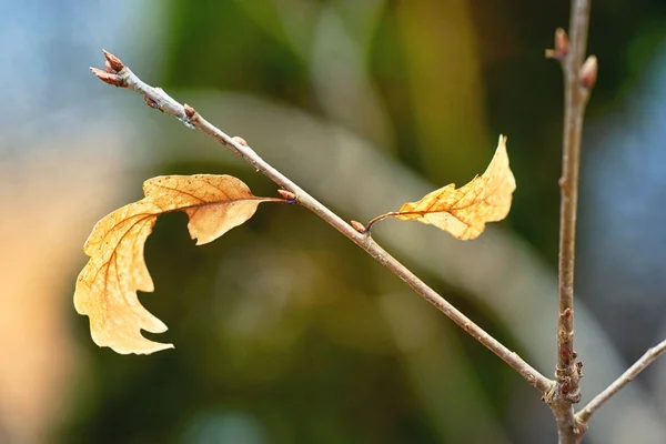 The yin and yang sign autumn leaves in forest