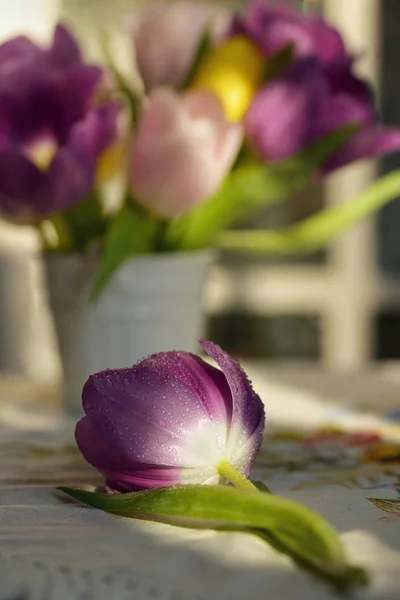 Hermosos Tulipanes Aislados Con Gotas Rocío —  Fotos de Stock