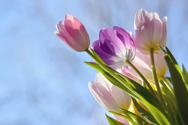Kytice Krásné Tulipány Modrá Obloha — Stock fotografie