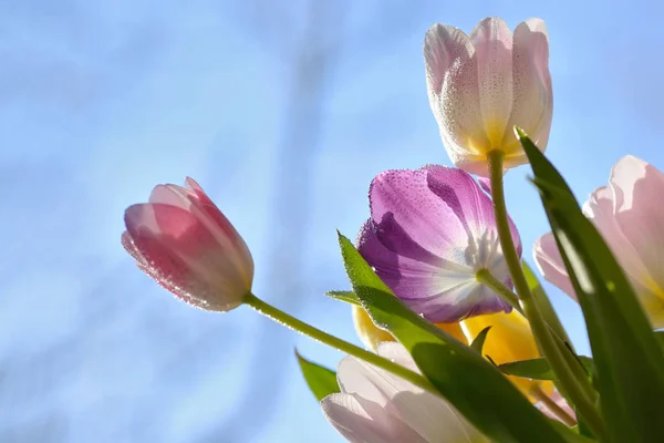 Kytice Krásné Tulipány Rosou Kapky — Stock fotografie