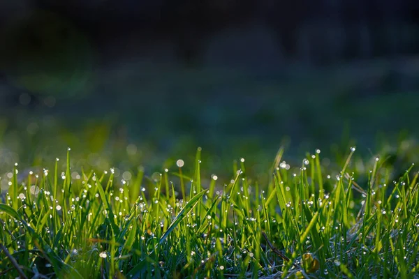 Świeża trawa na boisku z rosy krople — Zdjęcie stockowe