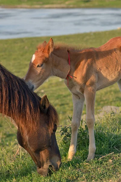 Young foal with his mother in a field — Stock Photo, Image