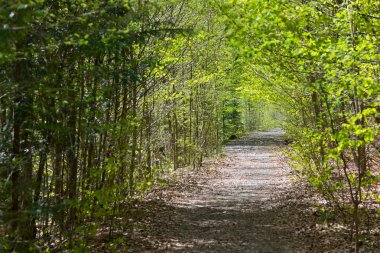 İlkbaharda yol ormanı