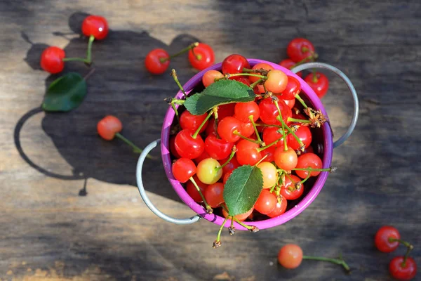 Ripe sweet cherry in small bucket — Stock Photo, Image