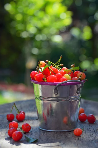 Ripe sweet cherry in small bucket — Stock Photo, Image