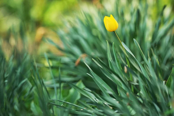春の黄色いチューリップの庭 — ストック写真