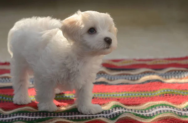 Белый щенок мальтийская собака сидит на ковре — стоковое фото