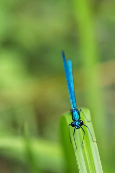 Libelle Calopteryx splendens — Stockfoto