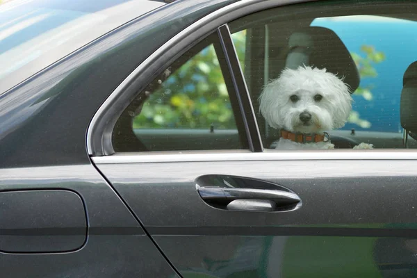 Welpe schaut aus dem Auto — Stockfoto