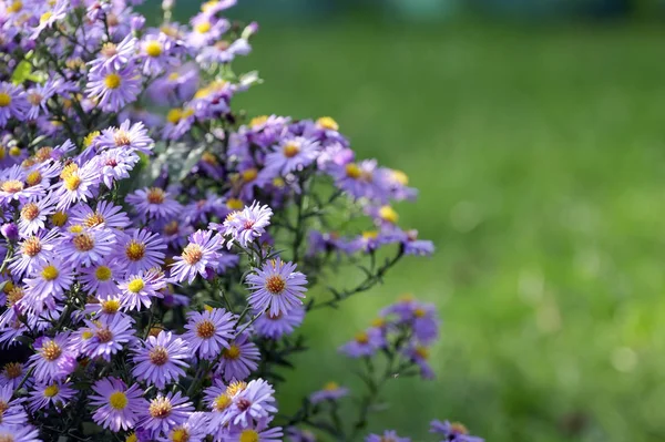 Pollination Of Violet Flowers Aster — Stock Photo, Image