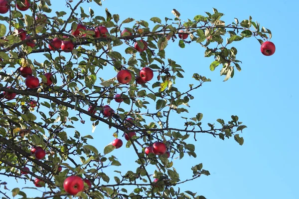 Zralá jablka na jabloňovém stromě — Stock fotografie
