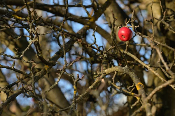 En enda röd äpple på träd — Stockfoto