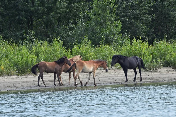 Herd Wild Horses Forest Danube River Romania — Stock Photo, Image