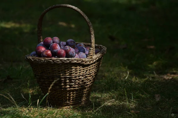 Old Basket Ripe Plums Autumn Field — Stock Photo, Image