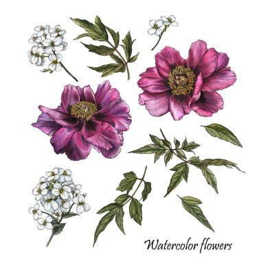 Sulu boya flowes ve kroki tarzı yaprakları çiçek kümesi