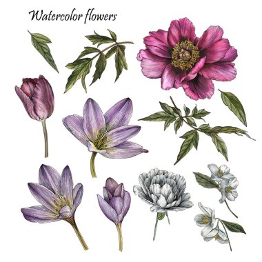 Sulu boya flowes ve kroki tarzı yaprakları çiçek kümesi