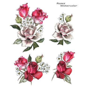 Gül ve yasemin demetleri. Suluboya çiçek kümesi