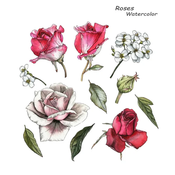 Λουλούδια Σετ Ακουαρέλας Τριαντάφυλλα Και Φύλλα Στυλ Σκίτσο — Φωτογραφία Αρχείου