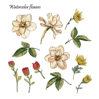 Çiçekler suluboya Narcissus, krizsanthemums ve yaprakları seti