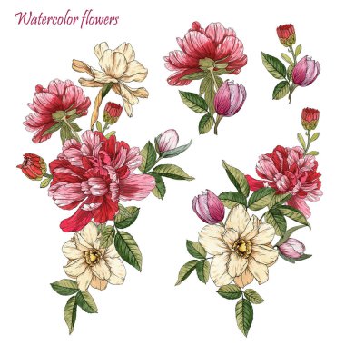 Suluboya çiçekler buketleri. Suluboya şakayık ve Narcissus seti